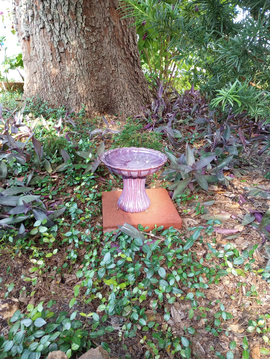 Customer photo review of Short Ceramic Pedestal Bird Bath