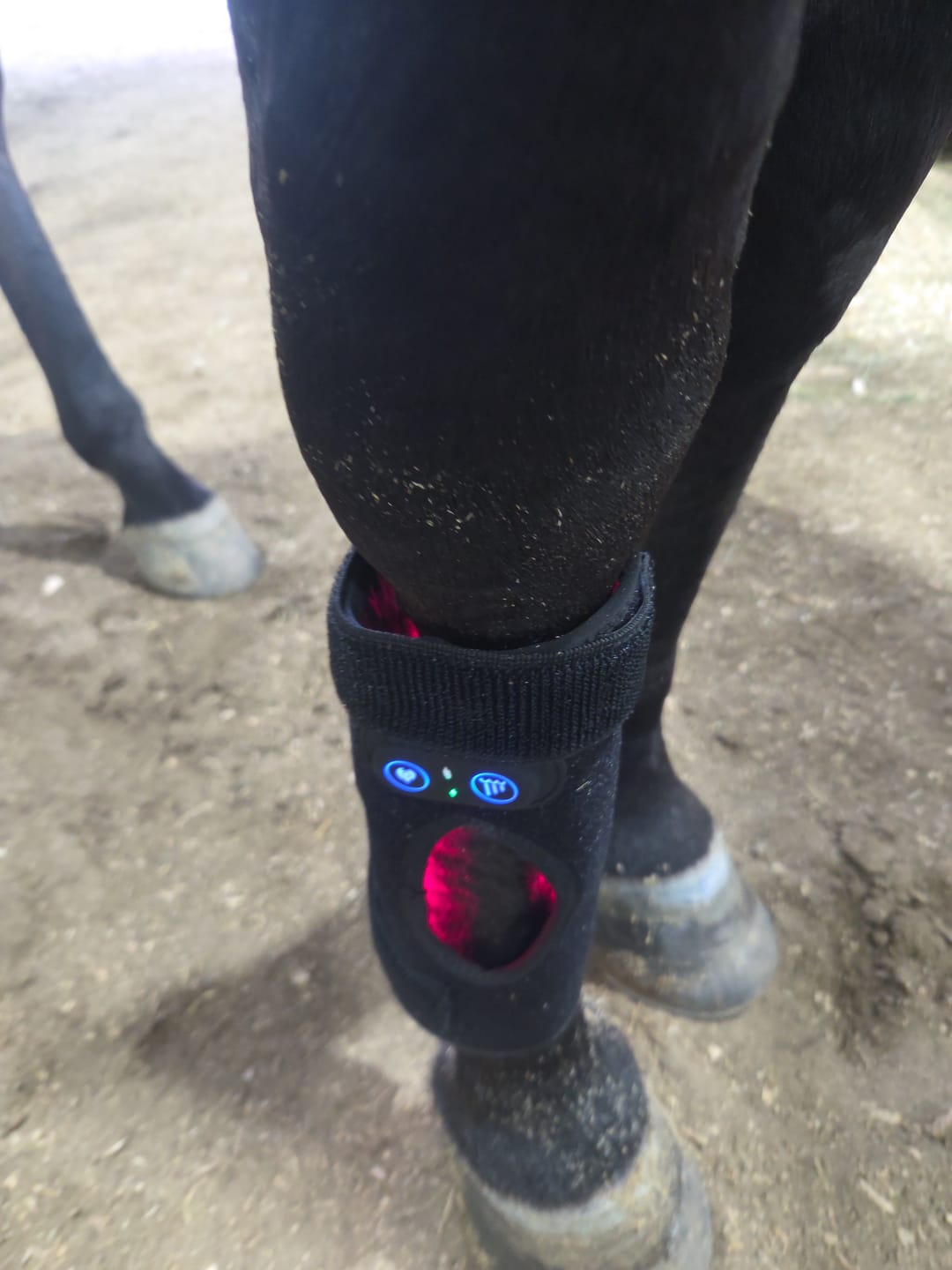 Customer photo review of HorseHalo™ HaloLegs Mini