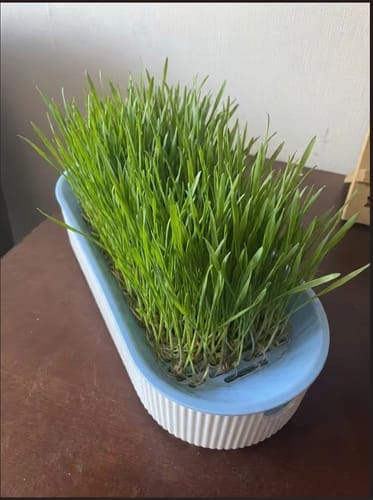 Customer photo review of Germinador de Pasto para Gato