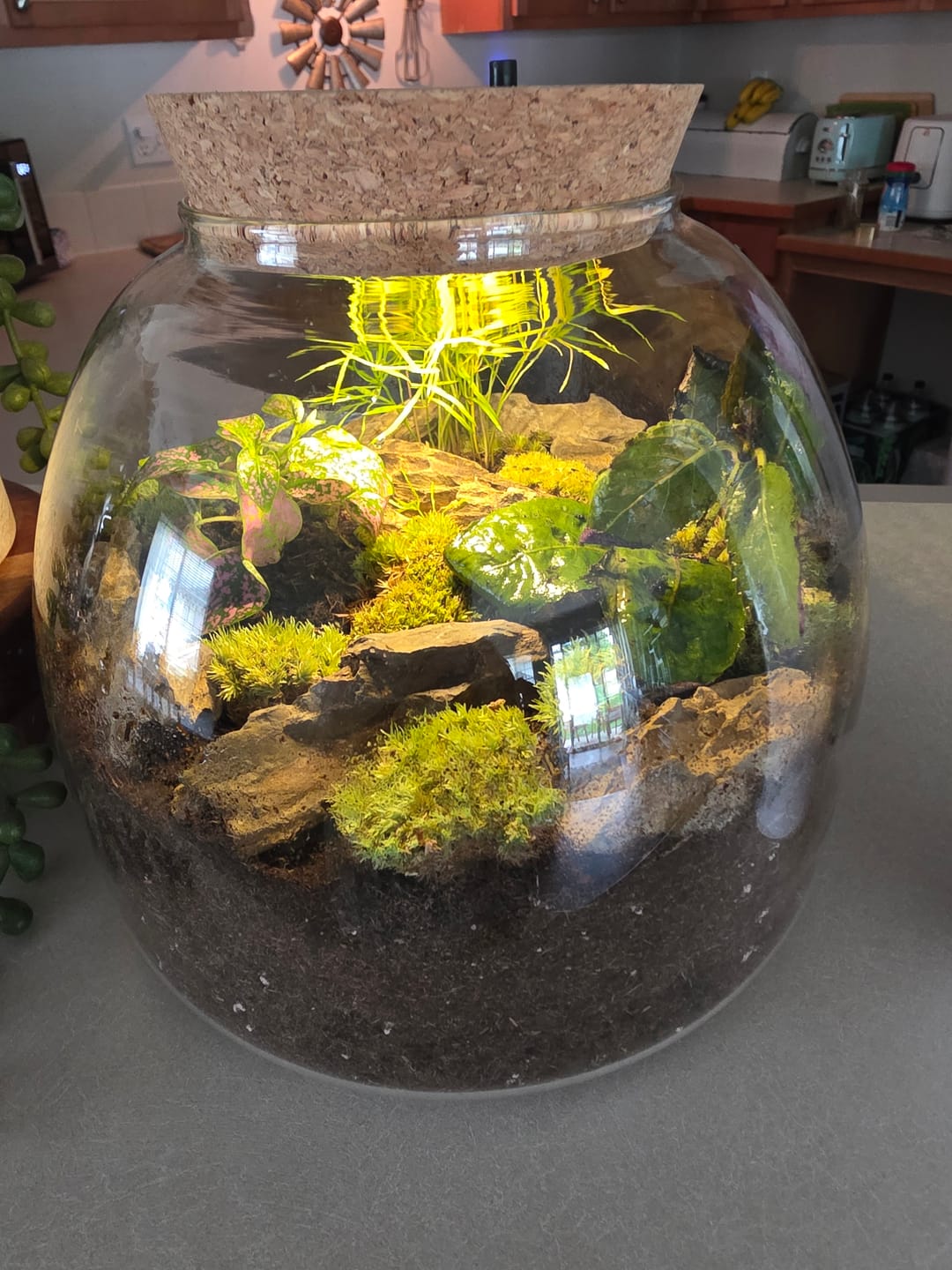Customer photo review of Plant Mister