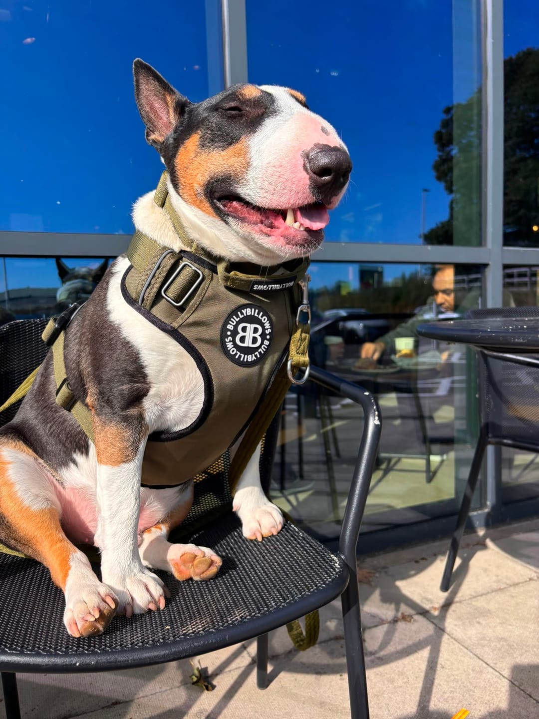 Customer photo review of Comfort Premium Harness | Non Restrictive - Khaki