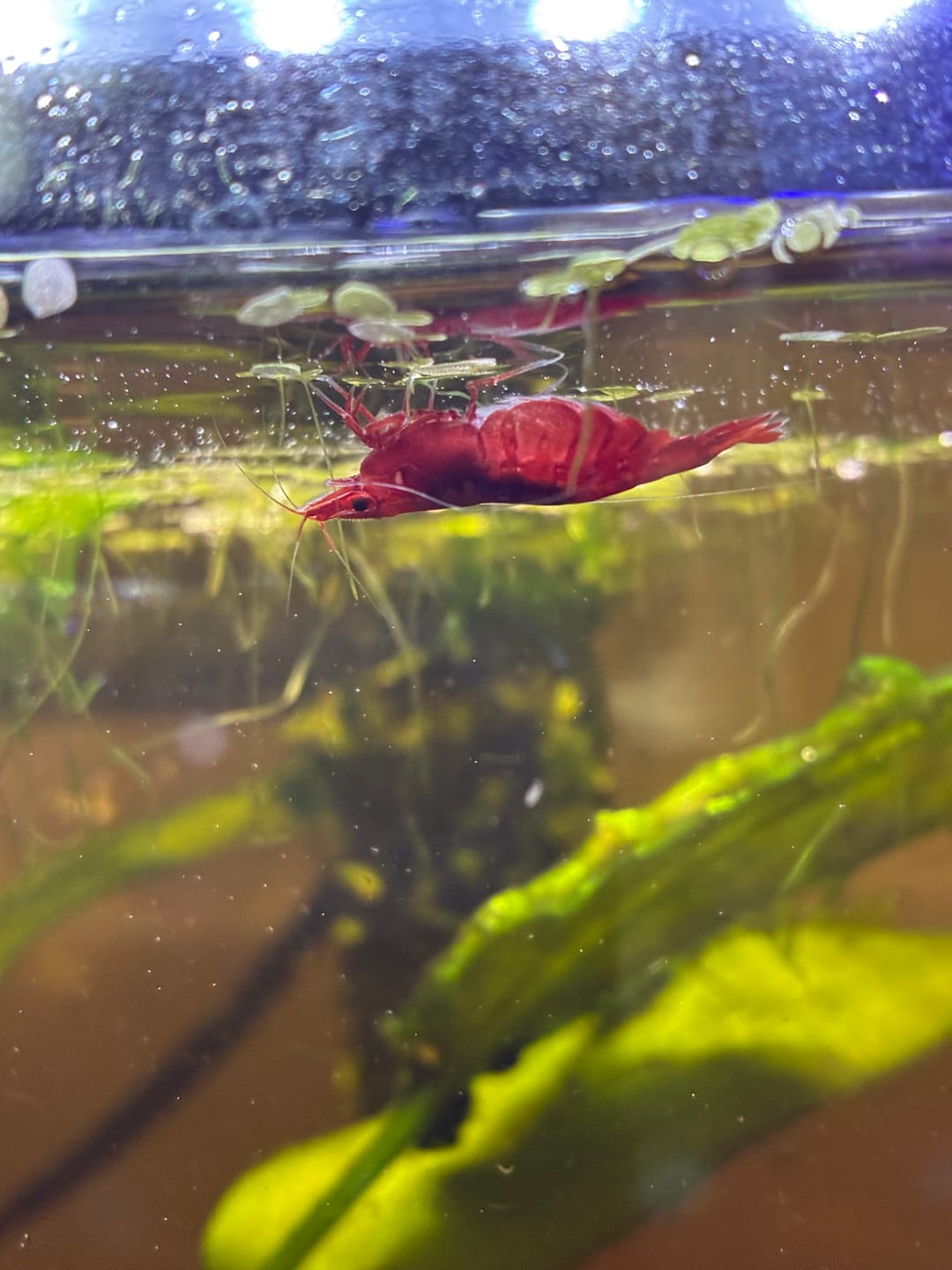 Customer photo review of Skittles Shrimp