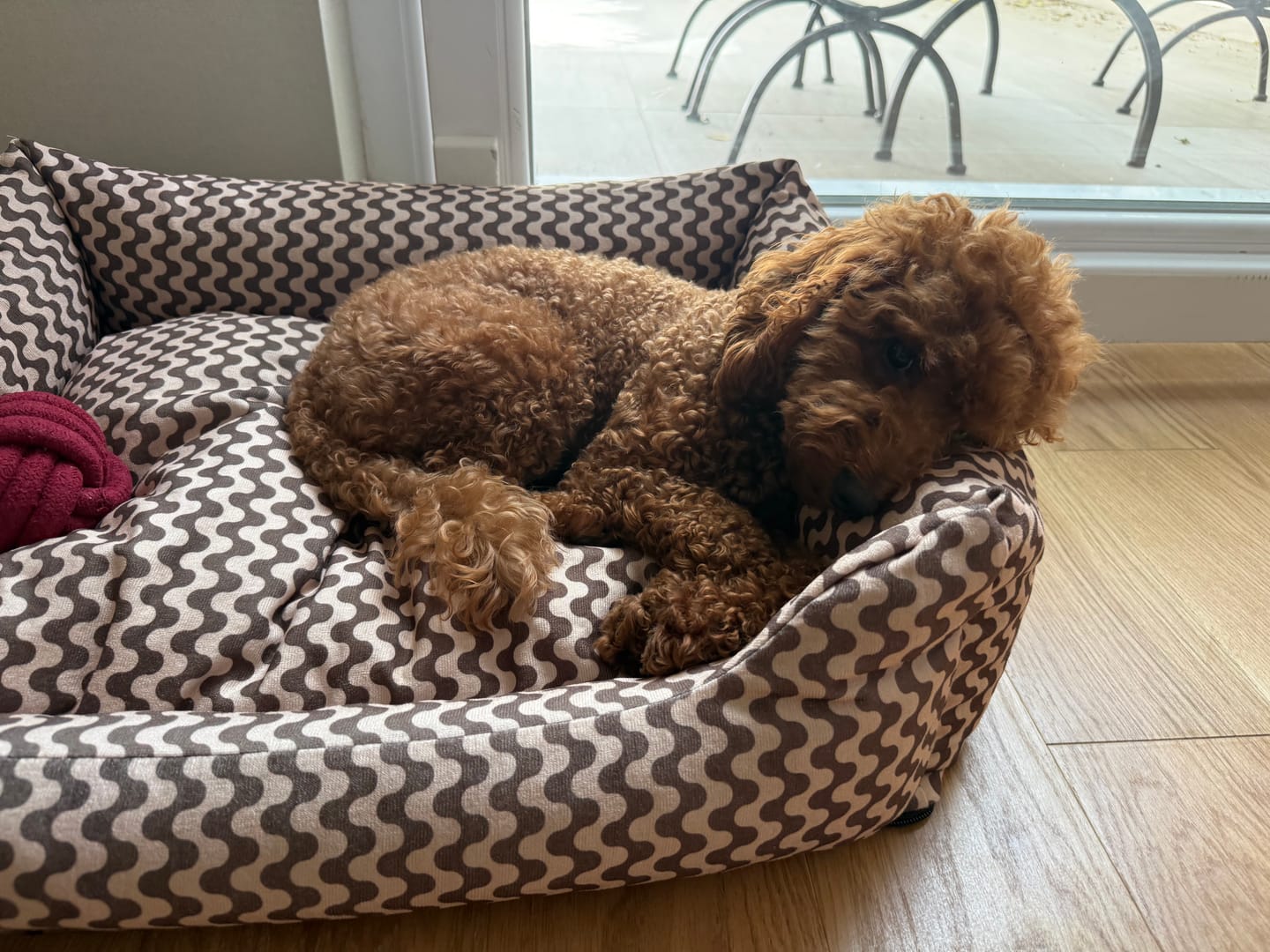 Customer photo review of Terra Dot Sofa Köpek Yatağı