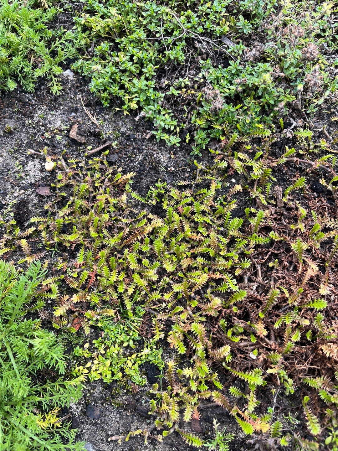 Customer photo review of Koperknoopje (Groen blad) - Leptinella Squalida (ook per/m2)