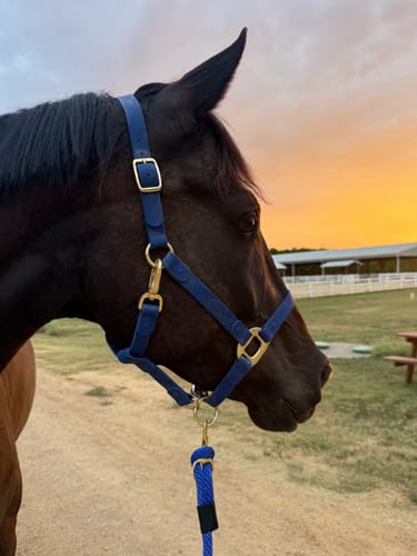 Customer photo review of Mystery Halter