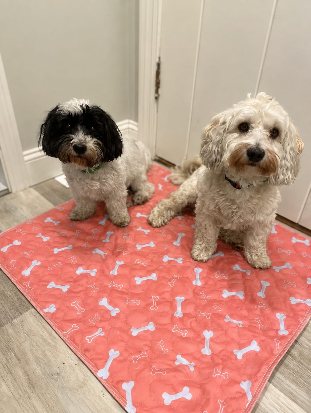 Customer photo review of BuddyPup™ Tapete Absorbente Lavable con Feromonas