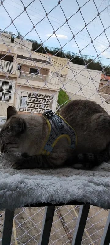 Customer photo review of ARNÉS + CORREA ANTIESCAPE PARA GATOS