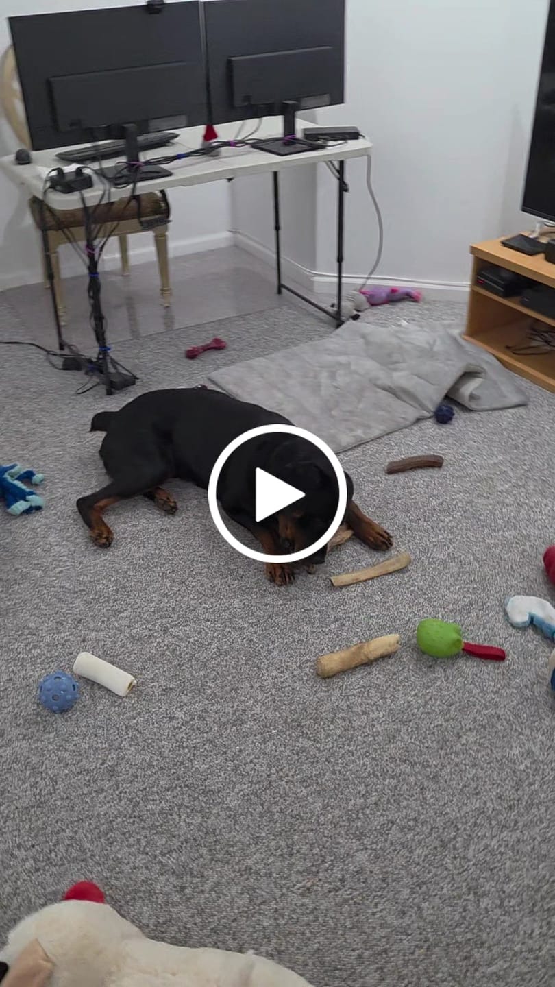 Customer video review of Cow Ears For Dogs