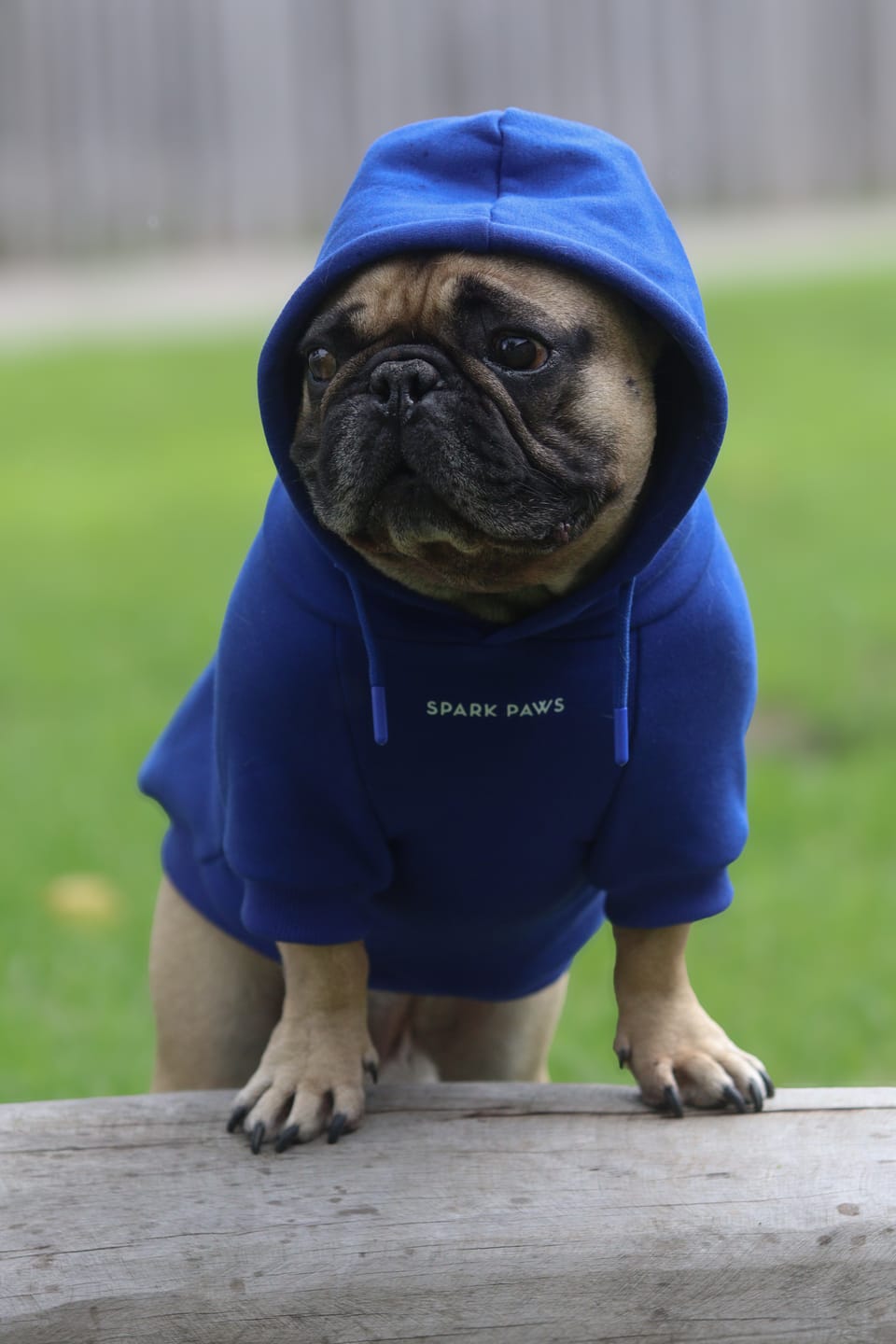 Customer photo review of Essential Dog Hoodie - Midnight Blue