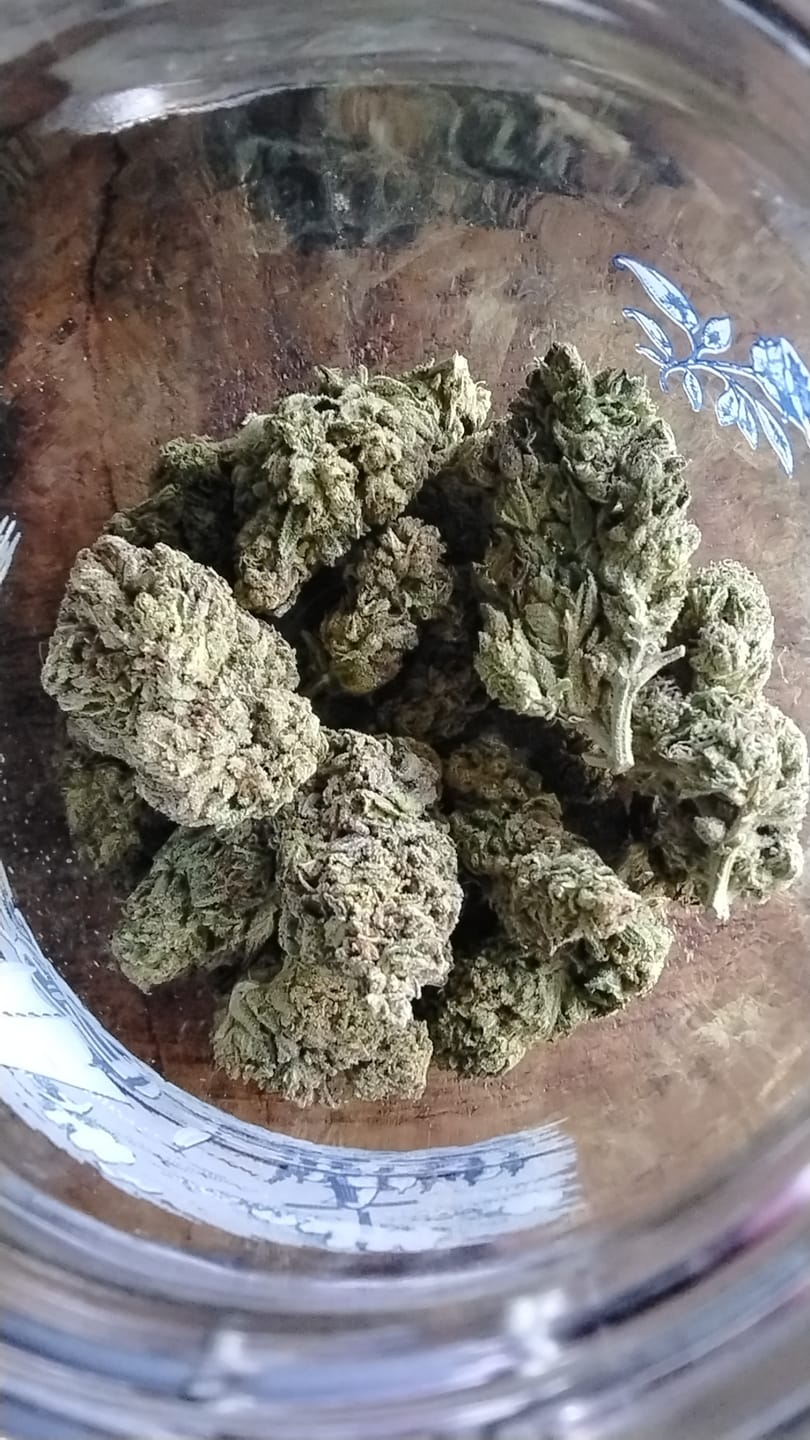 Customer photo review of Rainbow Sherbet - Bulk - Hybrid