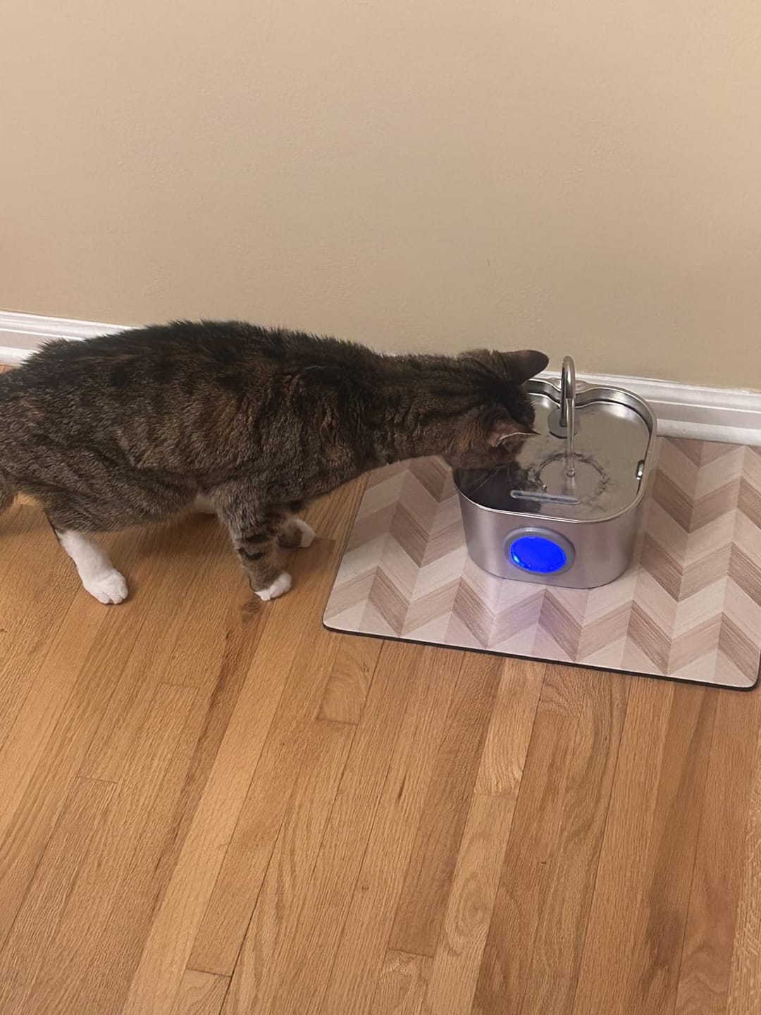 Customer photo review of AquaPurr™ Fresh Water Fountain