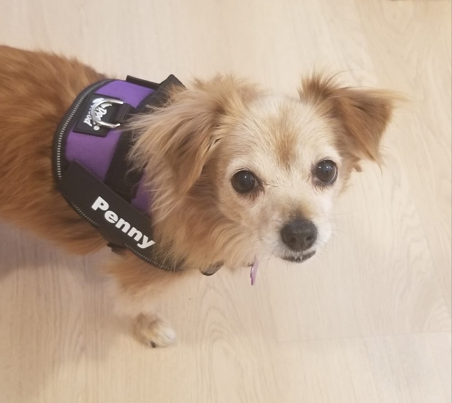 Customer photo review of Personalized Dog Harness
