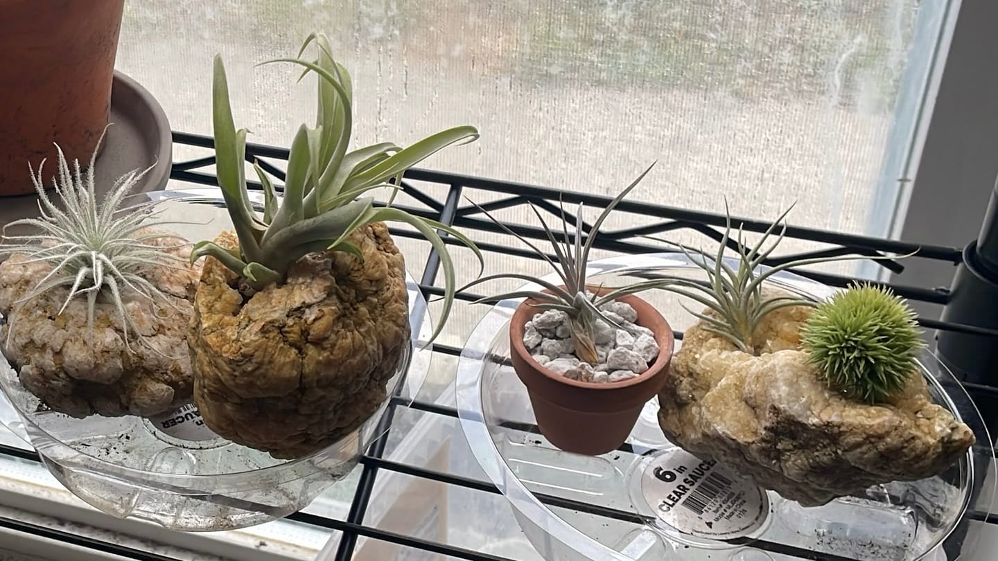Customer photo review of Capitata  Peach  (Easy Care)