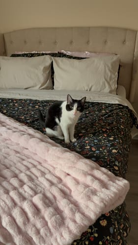 Customer's plush, blush Hugs Bashful Pink blanket draped over a bed with a cat sitting on the floral bedding.