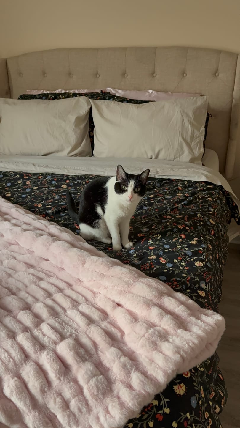 Customer photo review of Hugs Bashful Pink Blanket