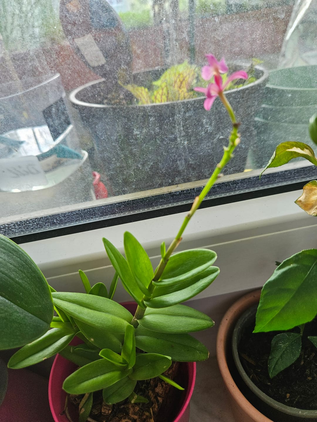 Customer photo review of Epidendrum Nordic Fire Pink mit 1 Rispe im Korkquader