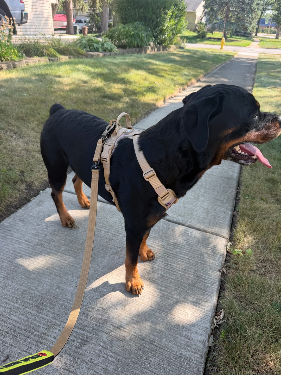 Customer photo review of Anti Pull Hurricane Harness Lighter | With Handle - Tan X Tan