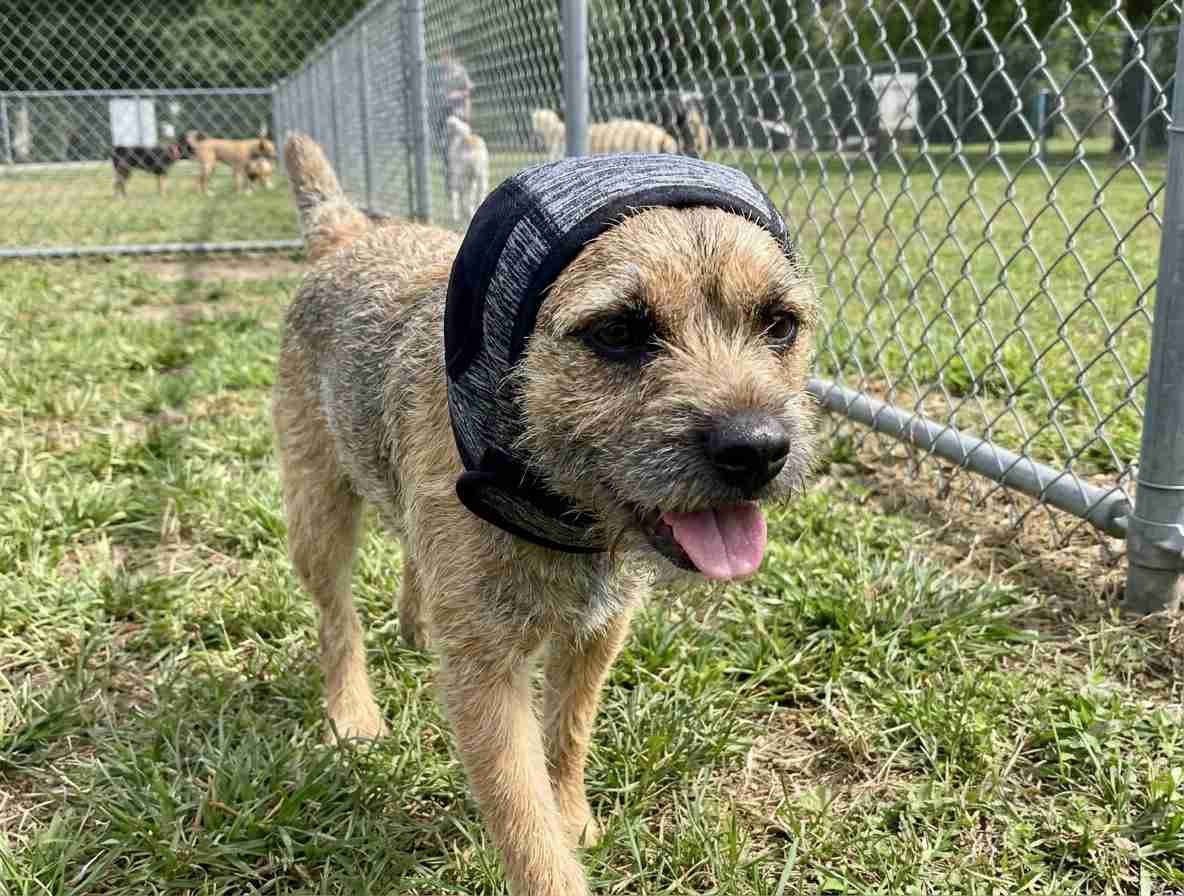 Customer photo review of Orejeras Calmantes para Perros