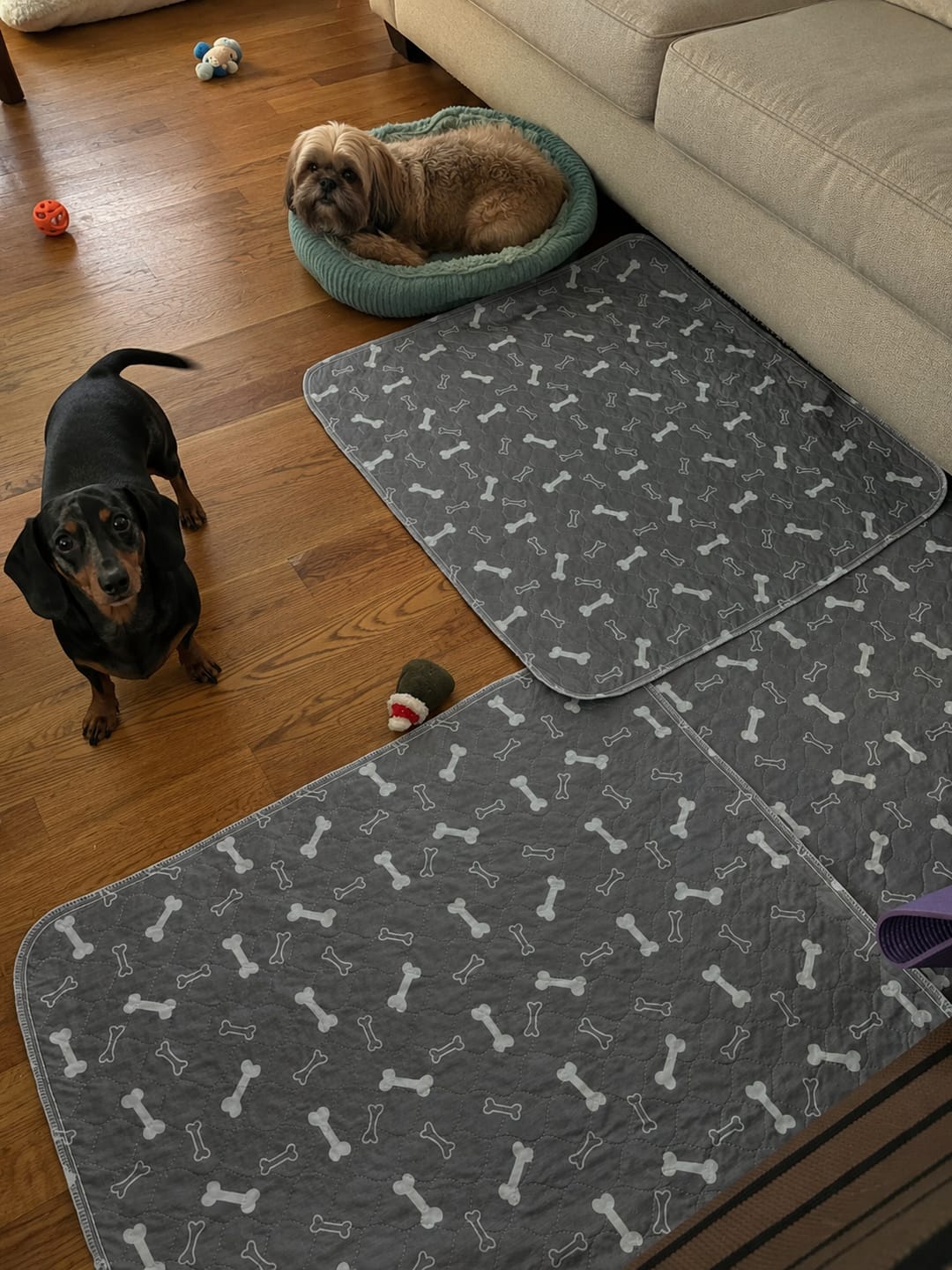 Customer photo review of BuddyPup™ Tapete Absorbente Lavable con Feromonas