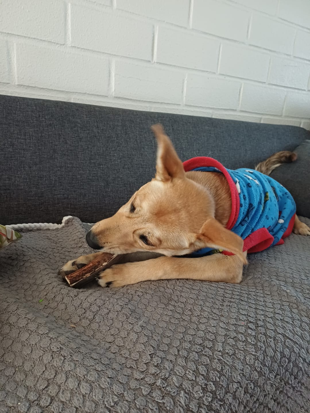 Customer photo review of Asta de ciervo para perros - Principiante: Para cachorros o mordedores pasivos