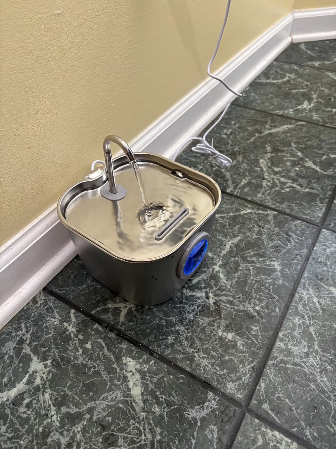 Customer photo review of AquaPurr™ Fresh Water Fountain