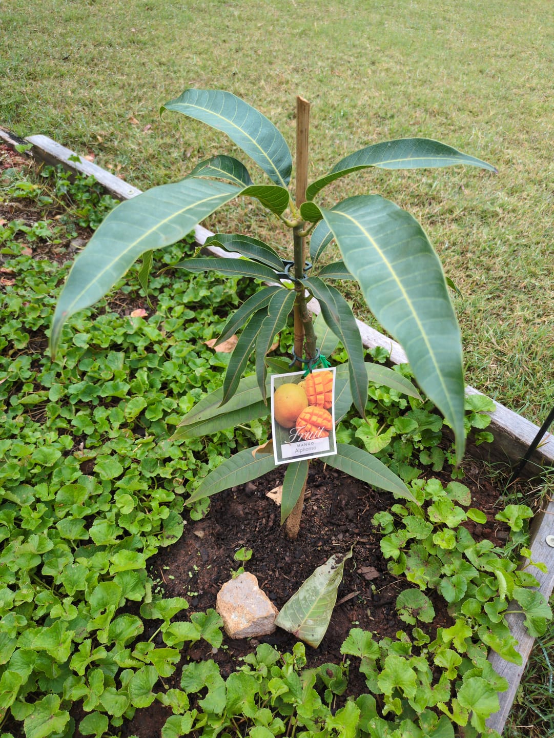 Customer photo review of Mango - Alphonso