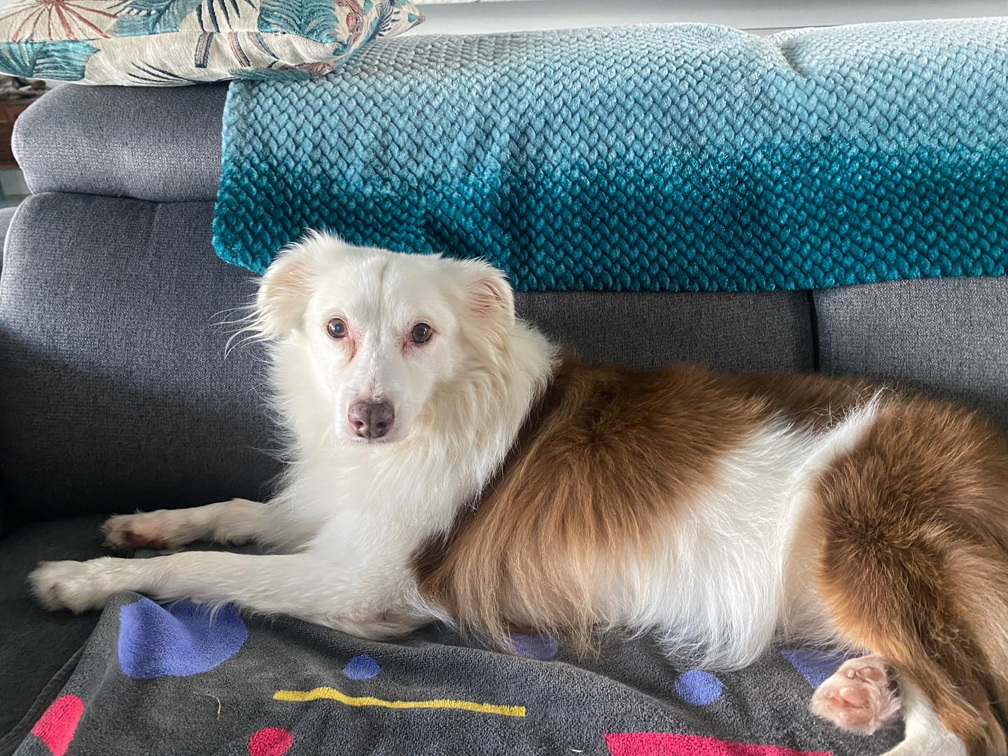 Customer photo review of Pup Labs ProDenta®