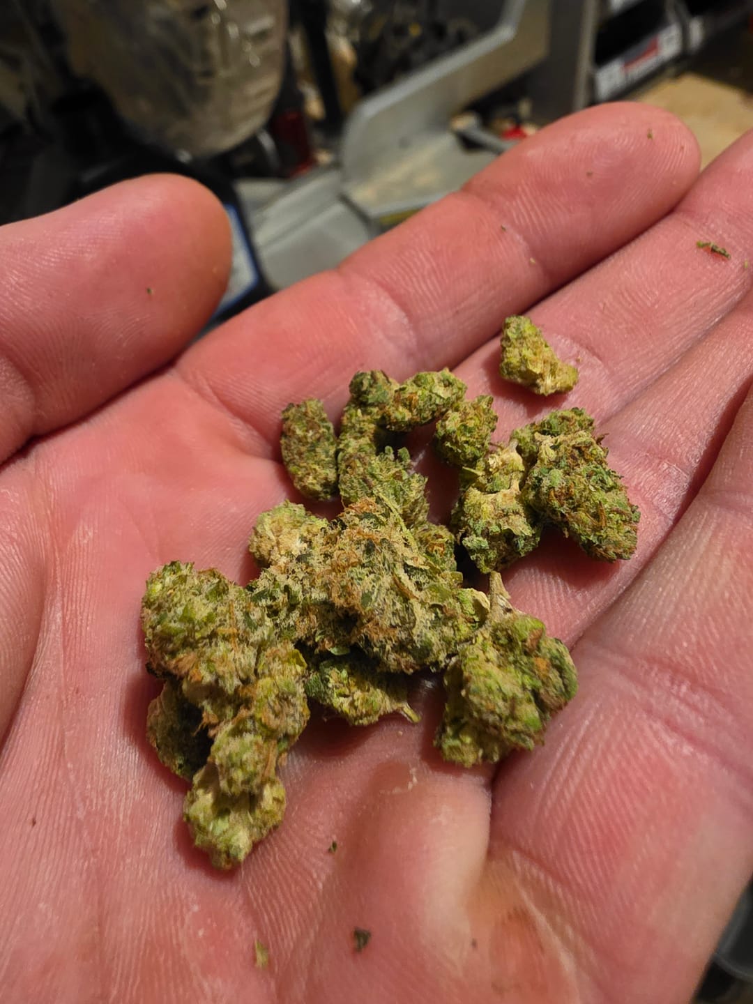 Customer photo review of Garlic Gas (Indoor Smalls) - THCA Flower
