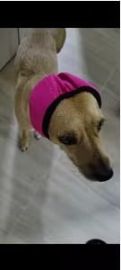 Customer photo review of Orejeras Calmantes para Perros