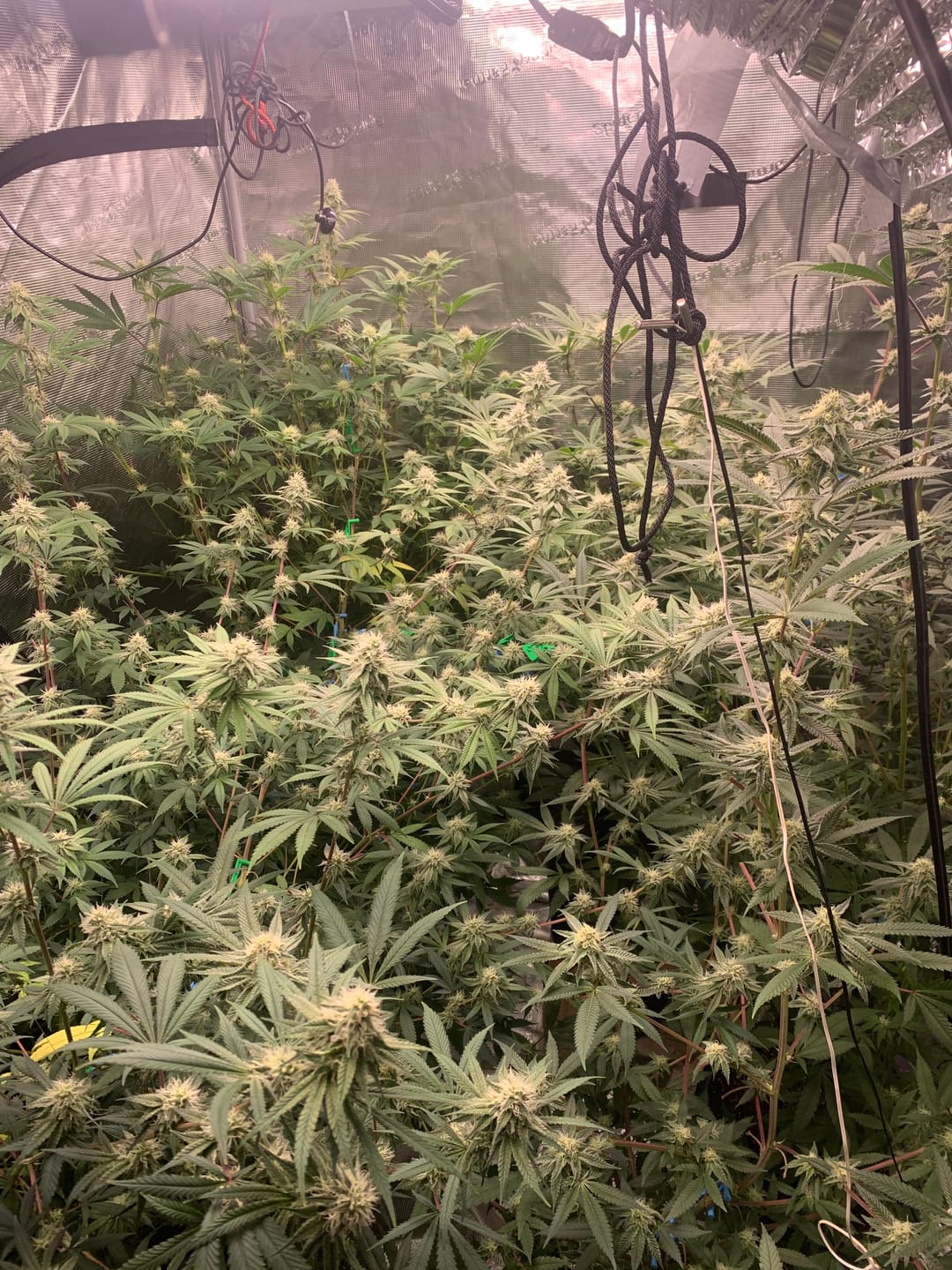 Customer photo review of Biscotti THCA Flower (Budget)