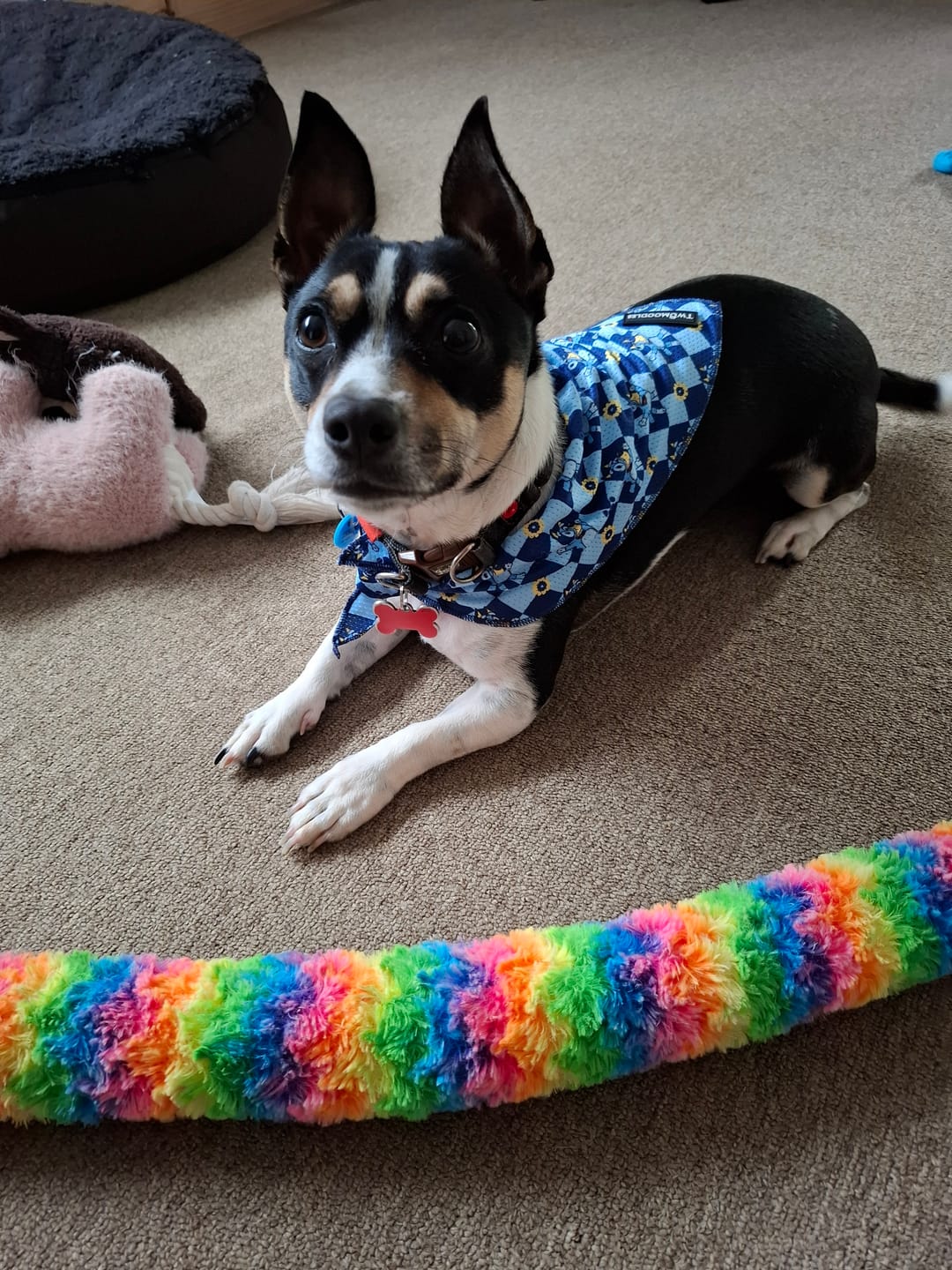 Customer photo review of BANDANA - TRUE BLUEY