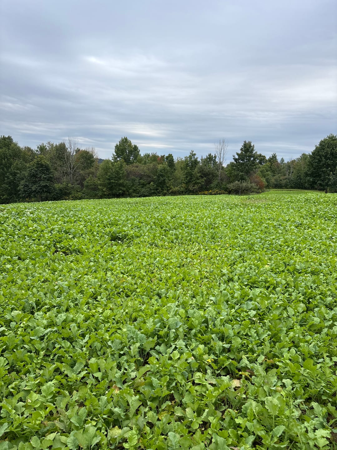 Customer photo review of Late Season Brassicas