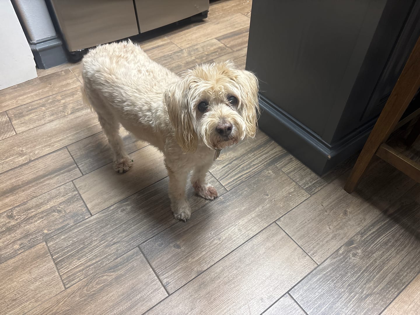 Customer photo review of OptiWize Collagen +Plus Dog and Cat Joint Health Supplement