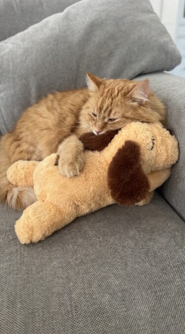 Customer photo review of Peluche Calmante para Mascotas