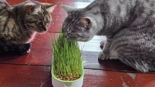 Customer photo review of Germinador de Pasto para Gato