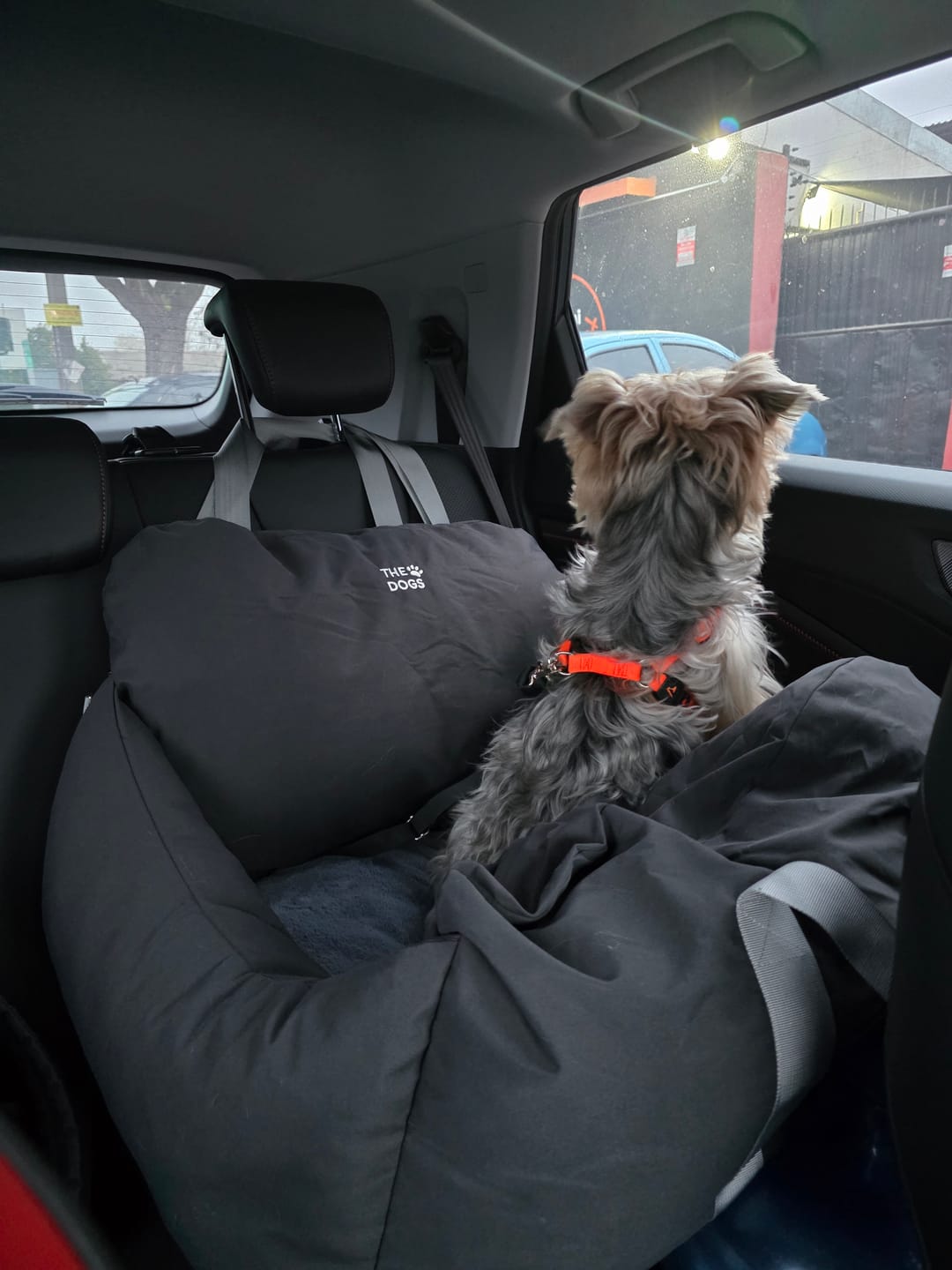 Customer photo review of Asiento Primera Clase THE DOGS — Viajes seguros y cómodos