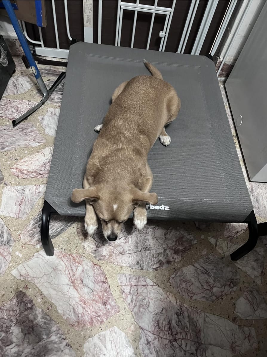 Customer photo review of Cama Elevada para Perros