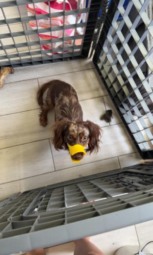 Customer photo review of Bozal QuietDog ˢᵗʳ Controla mordidas y ladridos.