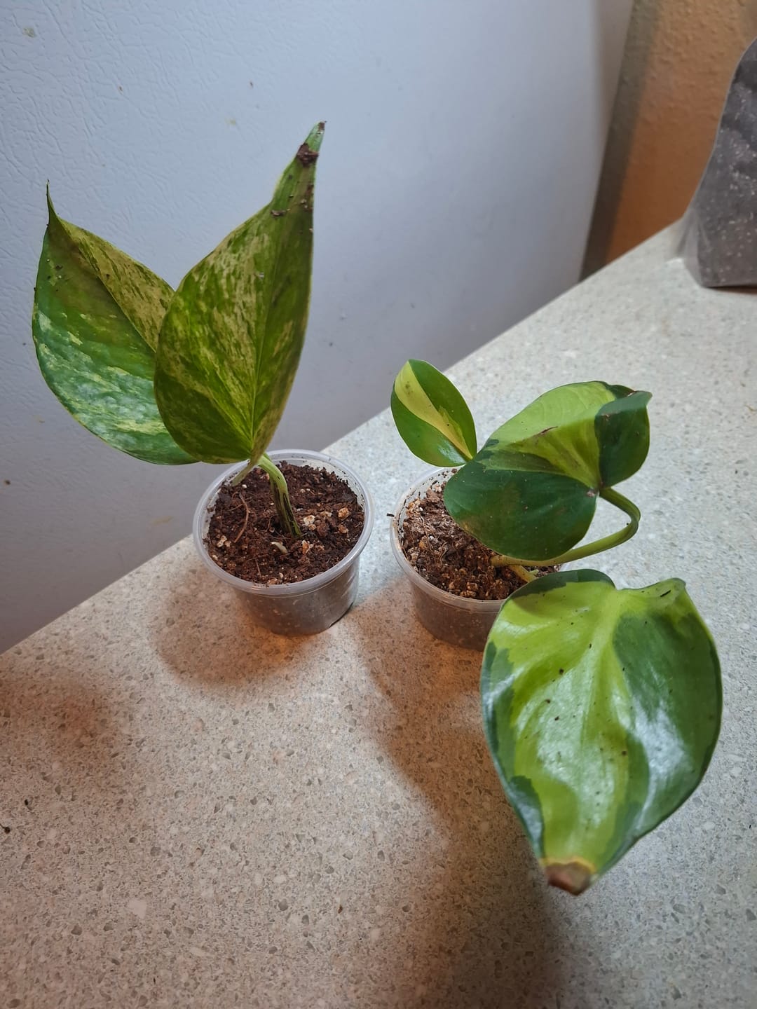 Customer photo review of RARE Marble Pothos Cuttings - Gorgeous Variegated Indoor easy care house plant, Marble Pothos, White and Green variegation propagation plant