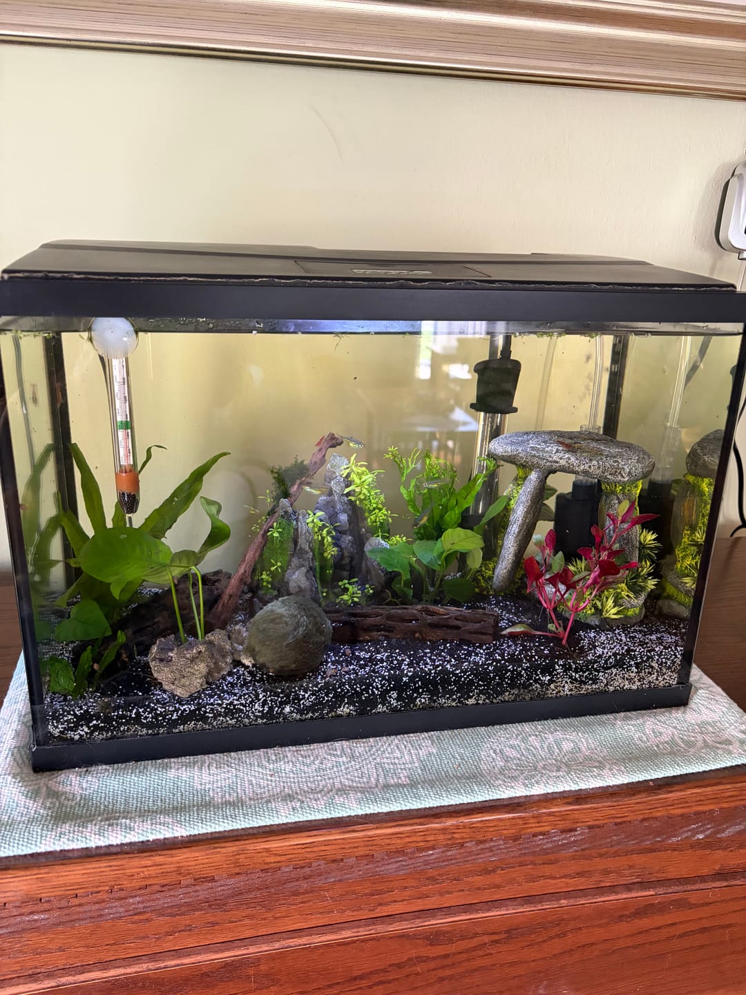 Customer photo review of Sinking Spirulina Shrimp Wafers