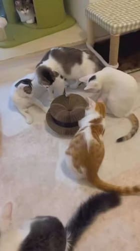 Customer photo review of CurePet Interactive Springs - Physical and Mental Exercise Toy for Cats