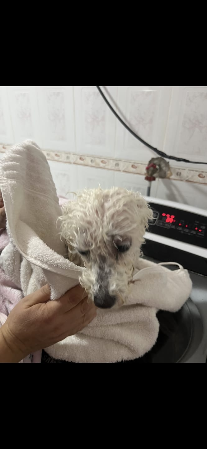 Customer photo review of Baño Sin Pelea | Sujeta y Baña