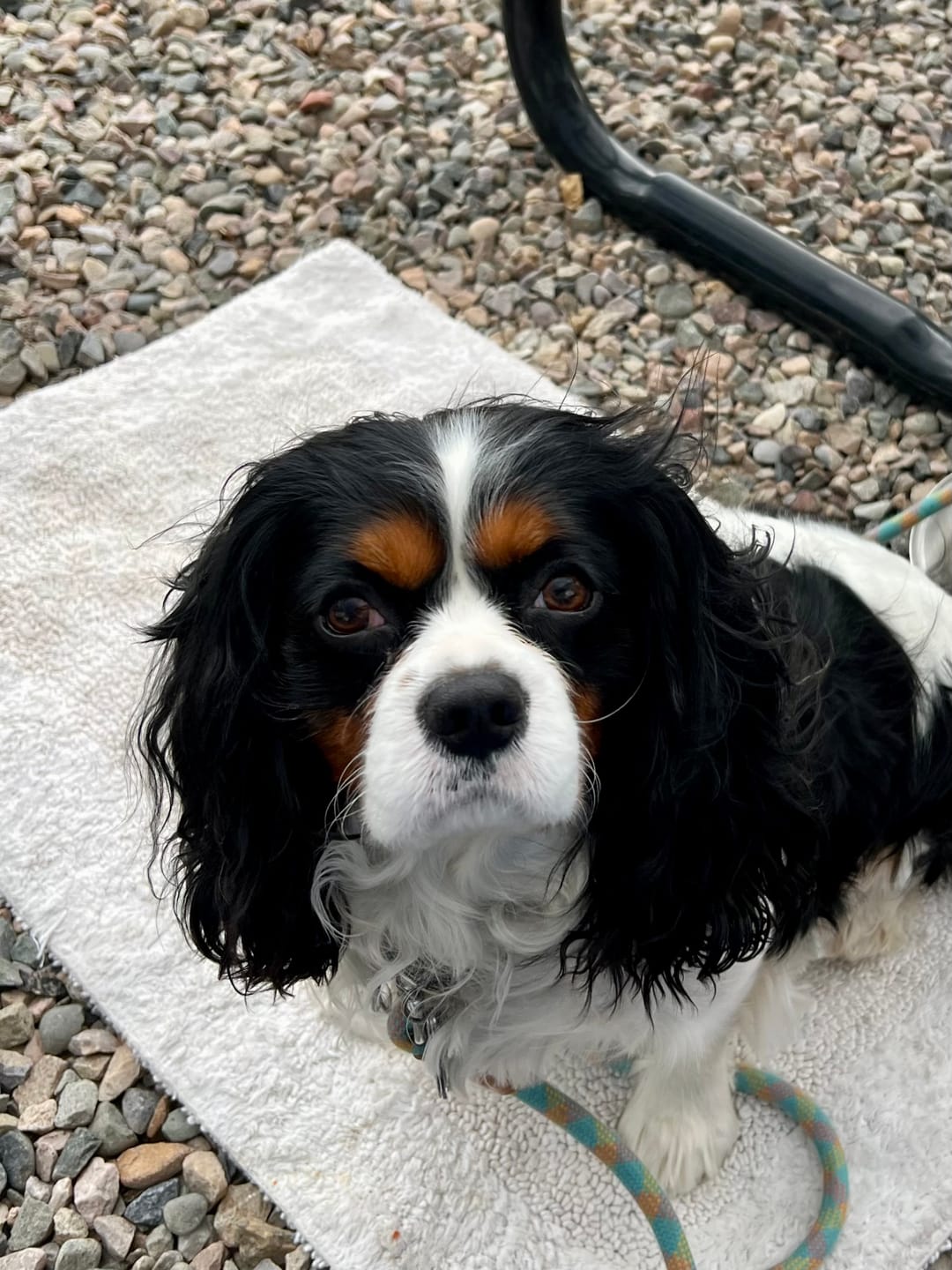 Customer photo review of New Zealand Grass-Fed Venison Frozen Dog Food - 1.5lb (8 rolls/case)
