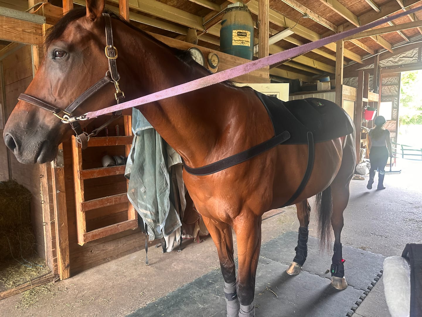 Customer photo review of HorseHalo™ HaloBack