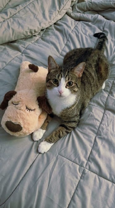 Customer photo review of Peluche Calmante para Mascotas