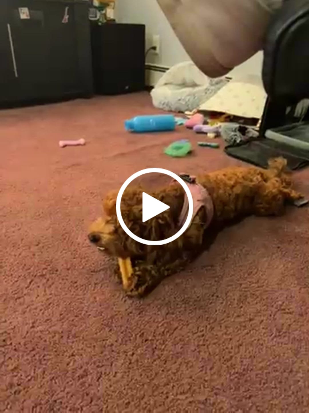 Customer video review of Pumpkin Yak Chew — Fiber-Rich, Supports Digestion Naturally