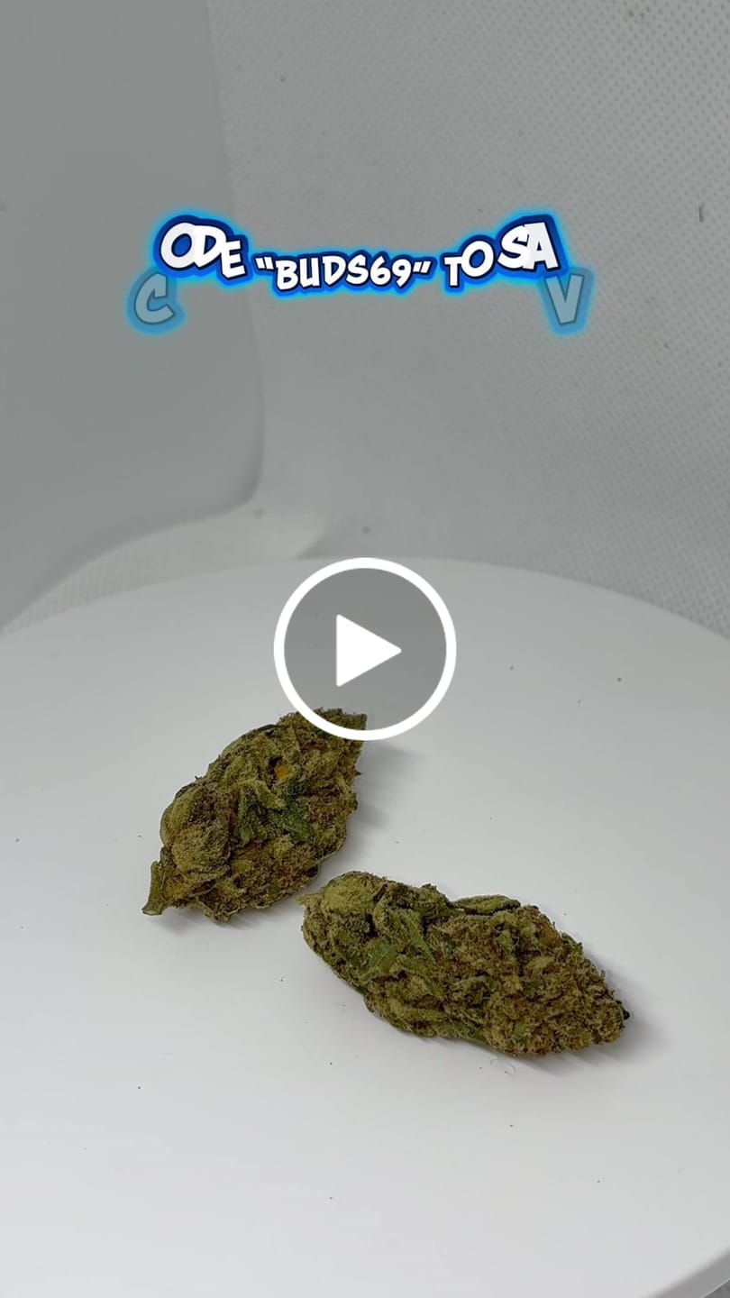 Customer video review of THCA Queen