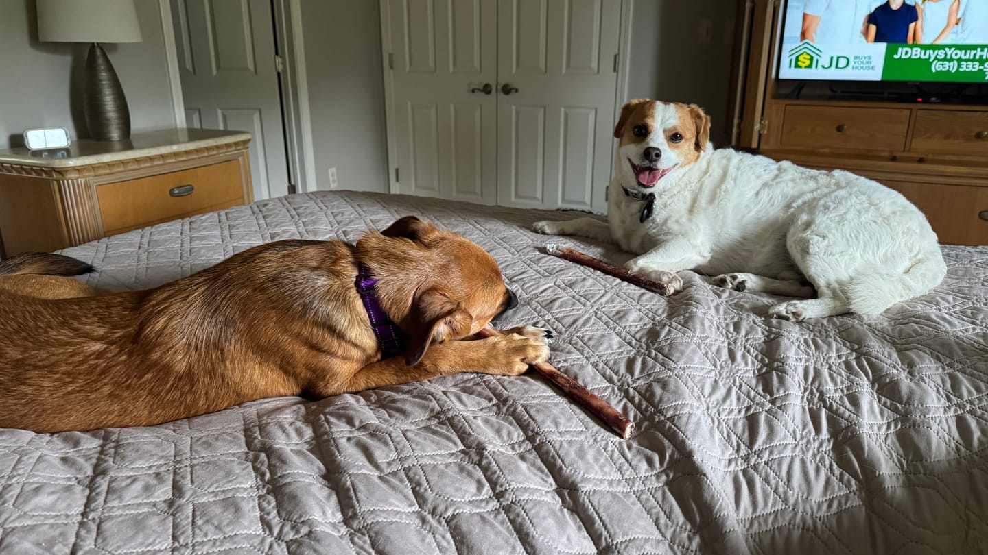 Customer photo review of 6 Inch Thick Bully Stick