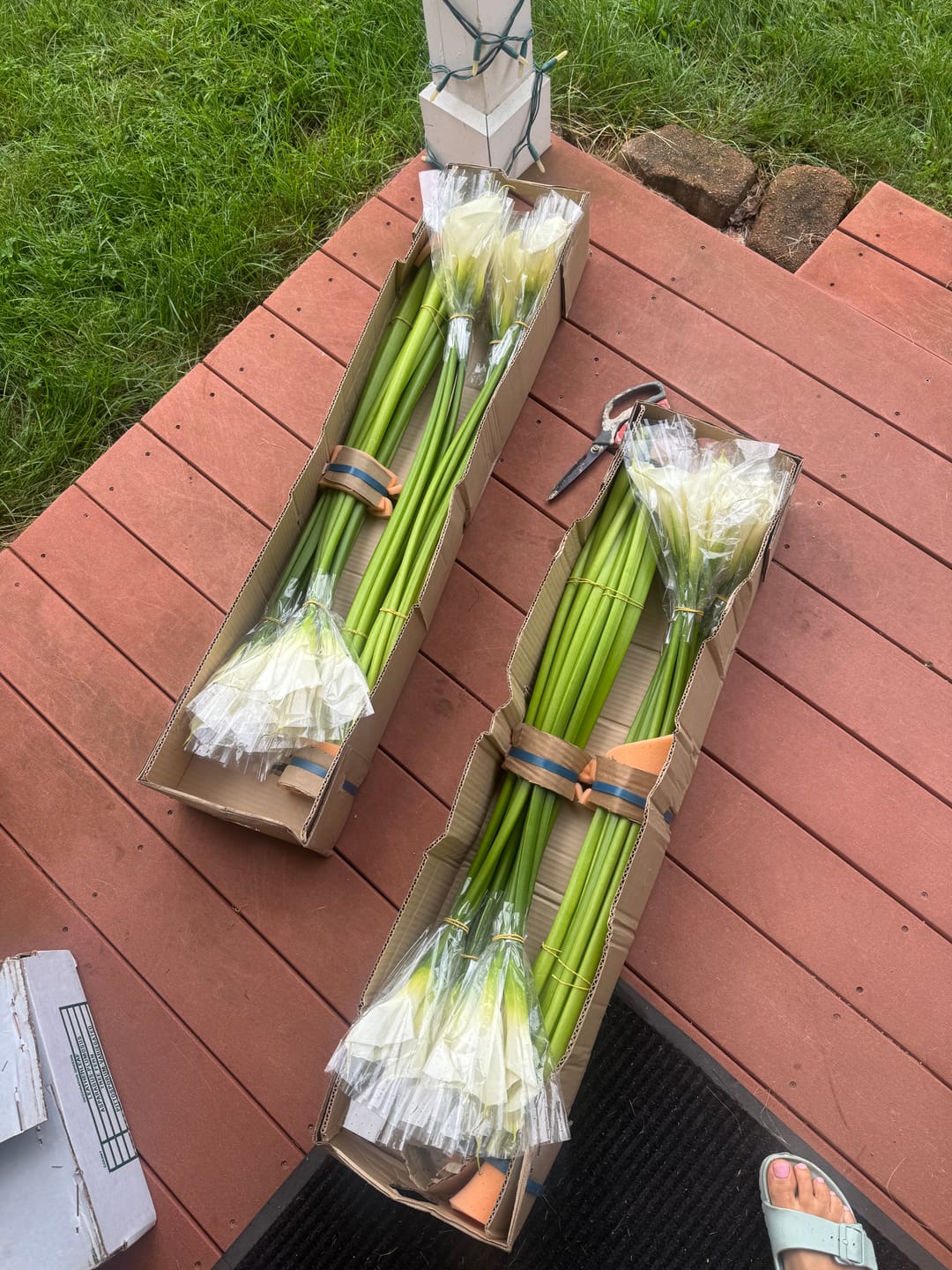 Customer photo review of White Calla Lilies