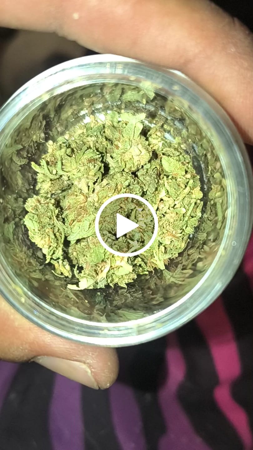 Customer video review of (BOGO)White Widow 14G Flower - Garden II